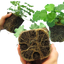 Set of 3 or 6 Large Plant - Alchemilla Irish Silk, Outdoor Garden Ready, 1L Rootballs