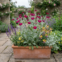 Lychnis atrosanguinea Plants (Set of 3 or 6)