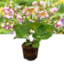 Hellebore Frostkiss Glenda's Gloss Plant (2L Pot)