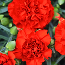 Dianthus Oscar Dark Red Plants (Set of 3 or 6)