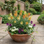 Set of 3 or 6 Erysimum Spring Feeling Hardy Perennial Wallflower Plants, Bee Friendly, Fragrant, Outdoor Garden Ready, 1 Litre / 11cm Root-Ball