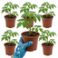 Set of 3 or 6 Premium Grafted Trilly Tomato Plants, High Yield Vegetable Plants, Ready to Plant, Outdoor Garden Ready, 1L Root Ball
