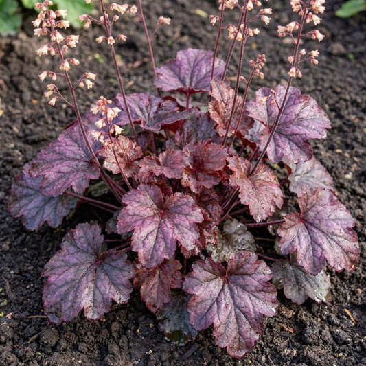 Heuchera 'Palace Purple' (Coral Bells) – Evergreen Perennial (Set of 3 or 6)