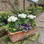 Set of 3 or 6 Ranunculus Vortex White Persian Buttercup Plants, Hardy Perennial, Spring Flowering, Outdoor Garden Ready, 1 Litre Root-Ball