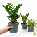ZZ Plants