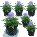 3 Scabious Blue Note Plants