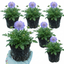 3 Scabious Blue Note Hardy Perennial Plants, Bee Friendly Pincushion Flower, 1 Litre Root Ball