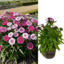 Dianthus Dart Pink Magician Plant (2L Pot)