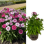 1 Large Plant - Dianthus Dart Pink Magician, Ready to Plant in Your Garden, 2L