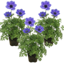 Anemone ‘Harmony Blue’ Plants (Set of 3 or 6)