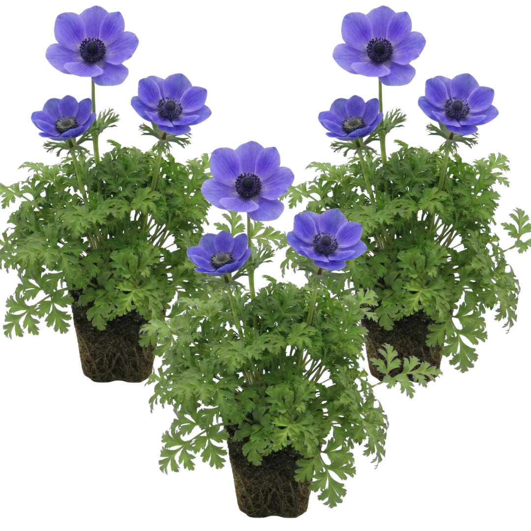 Anemone 'Harmony Blue' – Japanese Anemone (Set of 3 or 6)