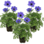 Set of 3 or 6 Garden Ready Plants – Anemone ‘Harmony Blue’, Ready to Plant in Your Garden