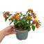 1 Large Plant - Lantana Bandolista Mango, Ready to Plant in Your Garden, 2L Pot