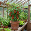 Set of 3 or 6 Live Tomato Plants Growers’ Mix, Ready to Plant Garden Vegetable Plants, Outdoor Garden Ready, 1L Root Ball