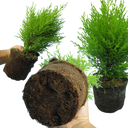 Cupressus Wilma Plants (Set of 3 or 6)