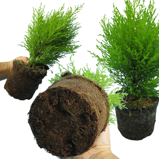 Cupressus 'Wilma' (Goldcrest Wilma) – Lemon-Scented Evergreen Conifer (Set of 3 or 6)
