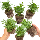 Argyranthemum Madeira Deep Pink Plants (Set of 3 or 6)