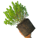 1 Large, Garden Ready Plant - Hebe Little Leaves Grey (Shrubby Veronica), 2L Pot