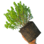 1 Large, Garden Ready Plant - Hebe Little Leaves Grey (Shrubby Veronica), 2L Pot