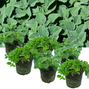 Oregano Growers Mix Plant