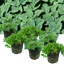 Oregano Growers Mix