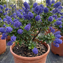 Ceanothus Puget Blue Plant | California Lilac Hardy Evergreen Blue Flowering Shrub Plant (3L Pot)