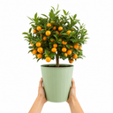Calamondin Orange Tree 5Ltr, Indoor Citrus Tree, Pots