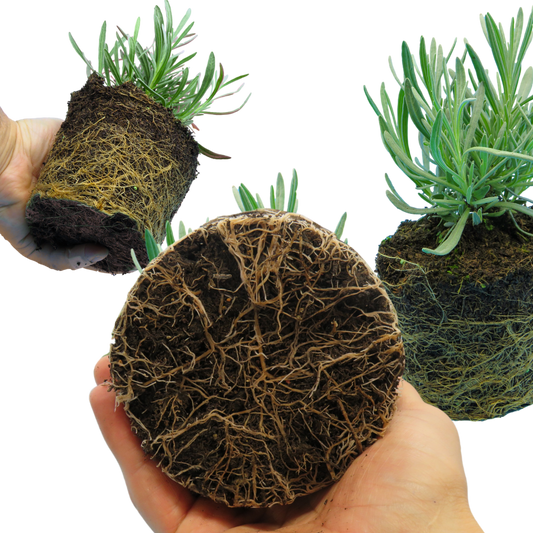 Lavender (Lavandula 'Tasty Grosso') – Fragrant Evergreen Shrub (Set of 3 or 6)