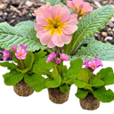 Polyanthus Stella Pink Champagne Plants (Set of 3 or 6)