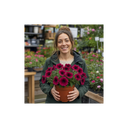Petunia Rimarkable Cherry Plant (2L Pot)