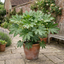 1 Fatsia Japonica Japanese Aralia Plant, Hardy Evergreen Shade Loving Shrub, 7.5 Litre Root-Ball