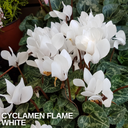 Cyclamen Flame White Plants (Set of 3 or 6)