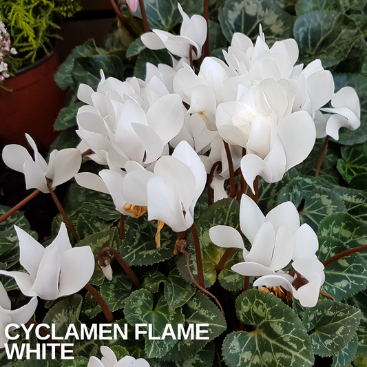 White Flame cyclamen in full flower above patterned silver and green foliage