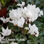 Set of 3 or 6 Large Plants - Cyclamen Flame White, Ready to Plant in Your Garden, 1L