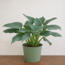 3Ltr Hosta Tears from Heaven, Shade Perennial, Nursery Pots