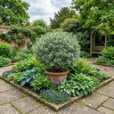 Pittosporum Atlantic Blue Plant (3L Pot)