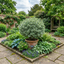 1 Large Plant - Pittosporum Atlantic Blue, Ready to Plant in Your Garden, 3L Pot