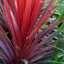 Set of 3 or 6 Container Middles Plants - Cupressus Wilma, Cordyline Red Star & Hebe Varigata