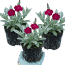 Lychnis Atrosanguinea ‘Rose Campion’ Hardy Cottage Garden Perennial Plants (Set of 3 or 6)