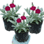 Set of 3 or 6 Lychnis Atrosanguinea ‘Rose Campion’ Hardy Cottage Garden Perennial Plants, Summer Flowering, Outdoor Garden Ready, 1 Litre Root-Ball