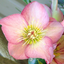 1 Large Plant - Hellebore Pink Beauty, Ready to Plant in Your Garden, 2L Pot