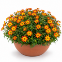 Bidens Taka Tuka Orange Yellow Brush Plant