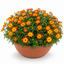 1 Bidens Taka Tuka Orange Yellow Brush, Outdoor Summer Flowering Bedding Plant, 21cm Root-Ball