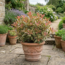 Photinia Louise Plants