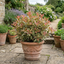 1 Photinia Louise Plant, Hardy Evergreen Red Leaf Hedge Shrub, Outdoor Garden Ready, 26cm Root Ball