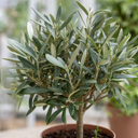 Mini Olive Tree in 1.5L Pot, 40–50cm, Nursery Pots