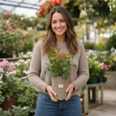 3Ltr Orange Patio Rose Plant, Hardy Bush, Nursery Pots