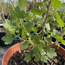 Gooseberry Invicta Bush Plant (2L Pot)