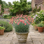 1 Cottage Pinks Dianthus Sugar Coral, Fragrant Hardy Summer Flowering Perennial Garden Plant, 17cm Root-Ball