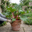 1 Rhubarb Victoria Plant, Hardy Perennial, Grow Your Own Fruit, Garden Ready, 17cm Root Ball